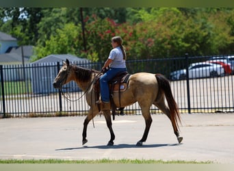 Quarter horse américain, Jument, 16 Ans, Buckskin