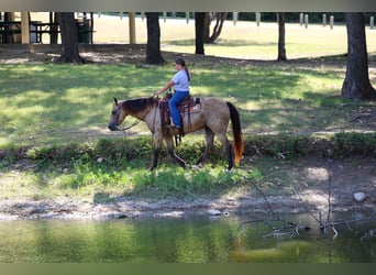 Quarter horse américain, Jument, 16 Ans, Buckskin