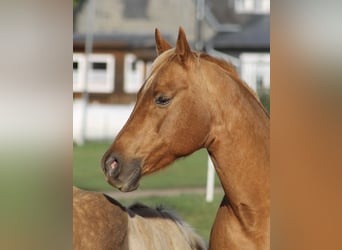 Quarter horse américain, Jument, 16 Ans, Palomino