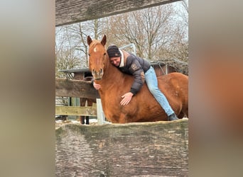 Quarter horse américain, Jument, 16 Ans, Palomino