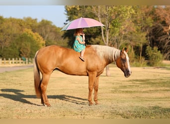 Quarter horse américain, Jument, 16 Ans, Palomino