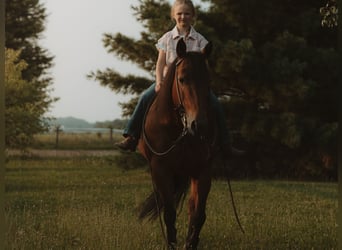 Quarter horse américain, Jument, 17 Ans, 138 cm