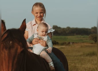 Quarter horse américain, Jument, 17 Ans, 138 cm