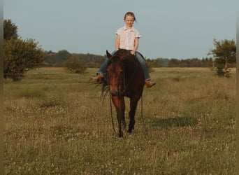 Quarter horse américain, Jument, 17 Ans, 138 cm