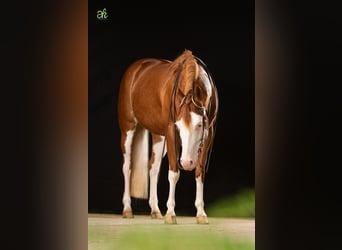 Quarter horse américain, Jument, 17 Ans, 148 cm, Bai