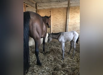 Quarter horse américain, Jument, 17 Ans, 150 cm, Bai