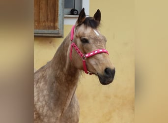 Quarter horse américain, Jument, 17 Ans, 154 cm, Buckskin