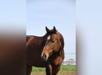 Quarter horse américain, Jument, 17 Ans, 158 cm, Bai