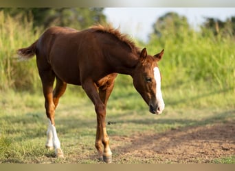 Quarter horse américain, Jument, 18 Ans, 142 cm, Alezan cuivré