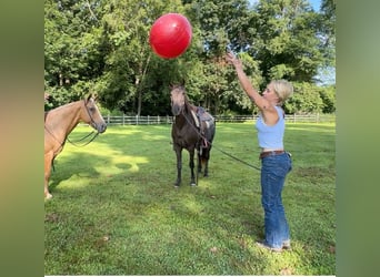 Quarter horse américain, Jument, 18 Ans, 142 cm, Bai