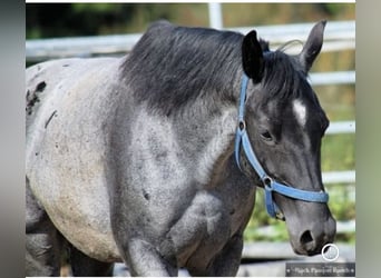 Quarter horse américain, Jument, 18 Ans, 145 cm, Rouan bleu