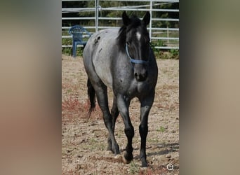 Quarter horse américain, Jument, 18 Ans, 145 cm, Rouan bleu