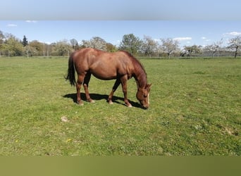 Quarter horse américain, Jument, 18 Ans, 149 cm, Alezan