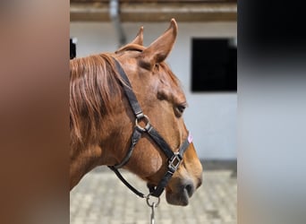 Quarter horse américain, Jument, 18 Ans, 150 cm, Alezan brûlé
