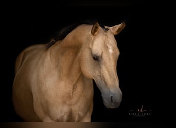 Quarter horse américain, Jument, 18 Ans, 150 cm, Buckskin