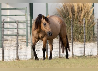 Quarter horse américain, Jument, 18 Ans, 152 cm, Buckskin