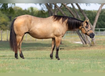 Quarter horse américain, Jument, 18 Ans, 152 cm, Buckskin