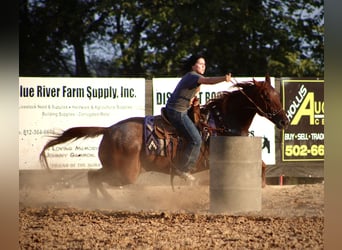 Quarter horse américain, Jument, 18 Ans, 152 cm, Rouan Rouge