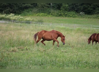 Quarter horse américain, Jument, 18 Ans, 154 cm, Alezan