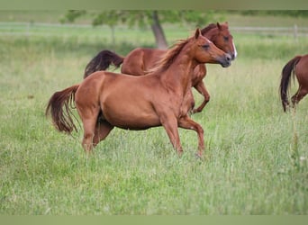 Quarter horse américain, Jument, 18 Ans, 154 cm, Alezan