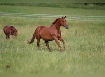 Quarter horse américain, Jument, 18 Ans, 154 cm, Alezan