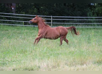 Quarter horse américain, Jument, 18 Ans, 154 cm, Alezan