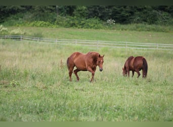 Quarter horse américain, Jument, 18 Ans, 154 cm, Alezan
