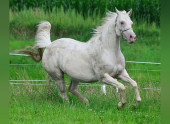 Quarter horse américain, Jument, 18 Ans, Champagne