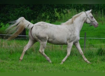 Quarter horse américain, Jument, 18 Ans, Champagne