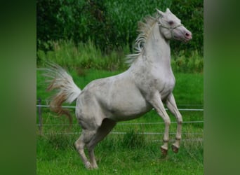 Quarter horse américain, Jument, 18 Ans, Champagne