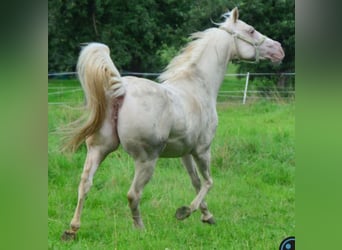 Quarter horse américain, Jument, 18 Ans, Champagne