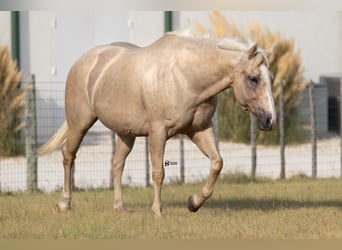 Quarter horse américain, Jument, 19 Ans, 152 cm, Palomino