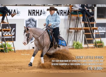Quarter horse américain, Jument, 19 Ans, 152 cm, Palomino