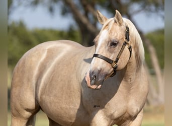Quarter horse américain, Jument, 19 Ans, 152 cm, Palomino