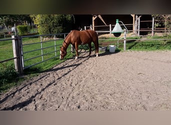 Quarter horse américain, Jument, 19 Ans, 155 cm, Alezan