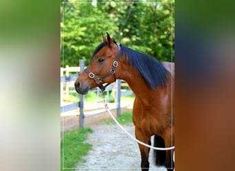 Quarter horse américain, Jument, 19 Ans, 165 cm