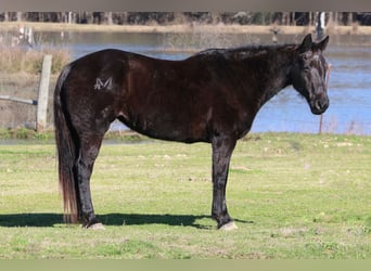 Quarter horse américain, Jument, 19 Ans, Noir