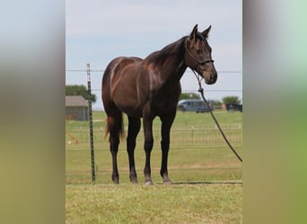Quarter horse américain, Jument, 1 Année, 132 cm, Noir