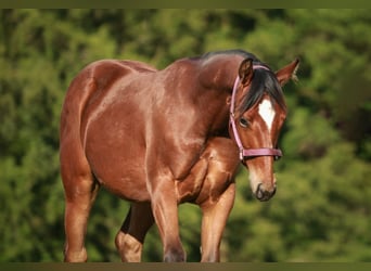 Quarter horse américain, Jument, 1 Année, 141 cm, Bai