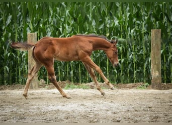 Quarter horse américain, Jument, 1 Année, 141 cm, Bai