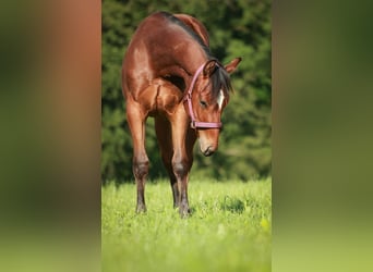 Quarter horse américain, Jument, 1 Année, 141 cm, Bai