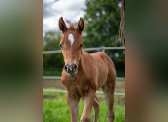 Quarter horse américain, Jument, 1 Année, 147 cm, Alezan brûlé