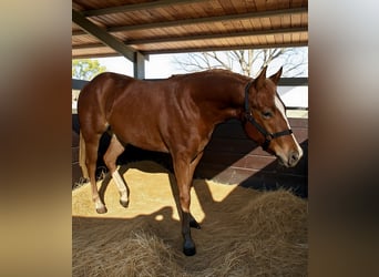 Quarter horse américain, Jument, 1 Année, 148 cm, Alezan