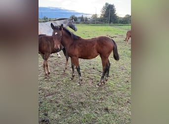 Quarter horse américain Croisé, Jument, 1 Année, 148 cm, Bai