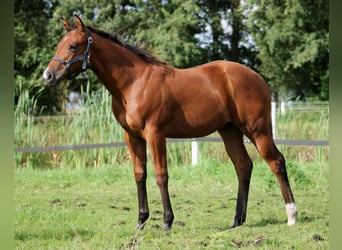 Quarter horse américain, Jument, 1 Année, 148 cm, Bai