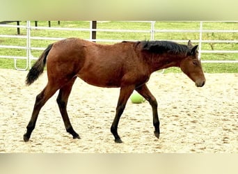 Quarter horse américain, Jument, 1 Année, 148 cm, Bai