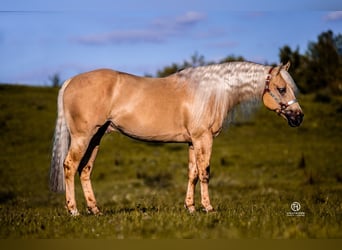 Quarter horse américain, Jument, 1 Année, 148 cm, Noir