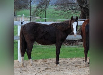 Quarter horse américain, Jument, 1 Année, 148 cm, Noir
