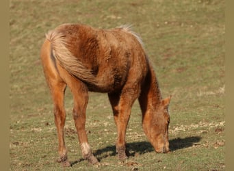 Quarter horse américain, Jument, 1 Année, 148 cm, Palomino
