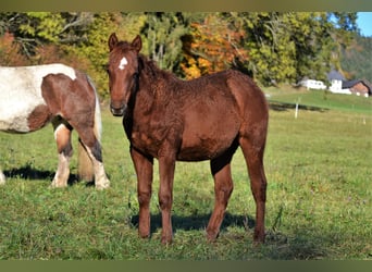 Quarter horse américain, Jument, 1 Année, 150 cm, Alezan brûlé